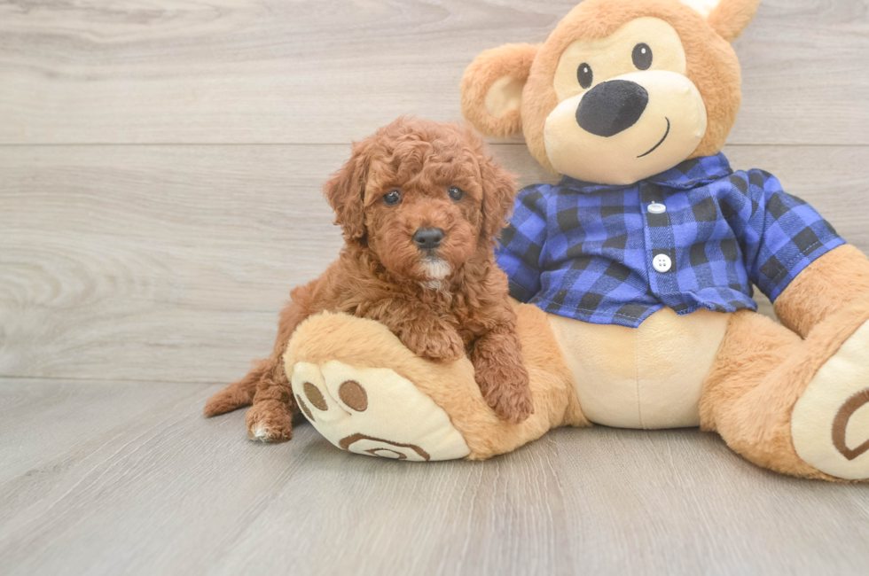 6 week old Mini Goldendoodle Puppy For Sale - Florida Fur Babies