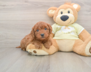 7 week old Mini Goldendoodle Puppy For Sale - Florida Fur Babies