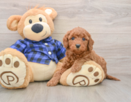 7 week old Mini Goldendoodle Puppy For Sale - Florida Fur Babies