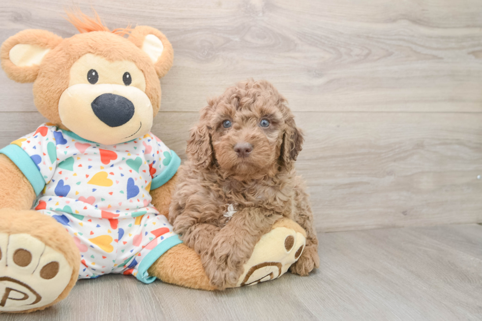 Best Mini Goldendoodle Baby