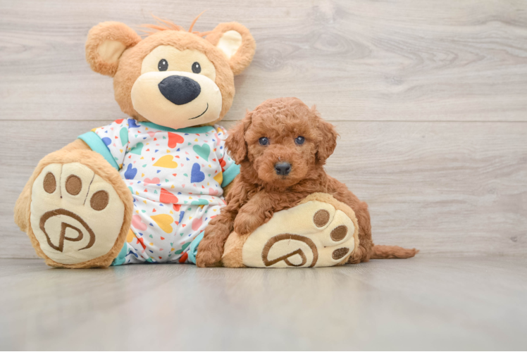 Mini Goldendoodle Puppy for Adoption