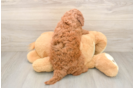 Fluffy Mini Goldendoodle Poodle Mix Pup