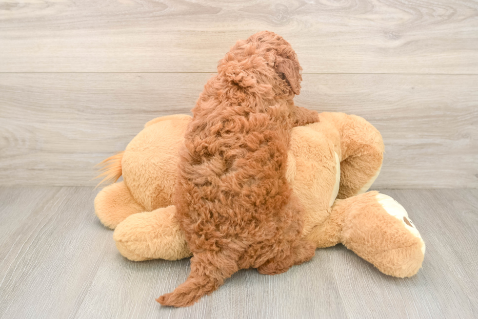 Fluffy Mini Goldendoodle Poodle Mix Pup