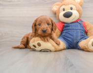 7 week old Mini Goldendoodle Puppy For Sale - Florida Fur Babies