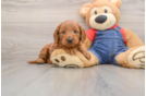 Best Mini Goldendoodle Baby