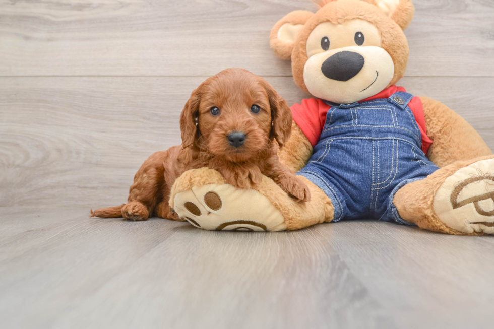 Best Mini Goldendoodle Baby