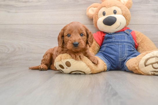 Best Mini Goldendoodle Baby