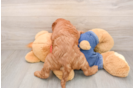 Playful Mini Groodle Poodle Mix Puppy