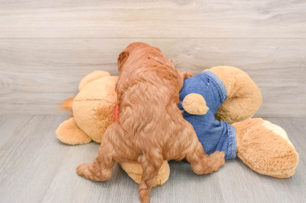Playful Mini Groodle Poodle Mix Puppy