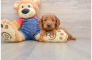 Mini Goldendoodle Pup Being Cute