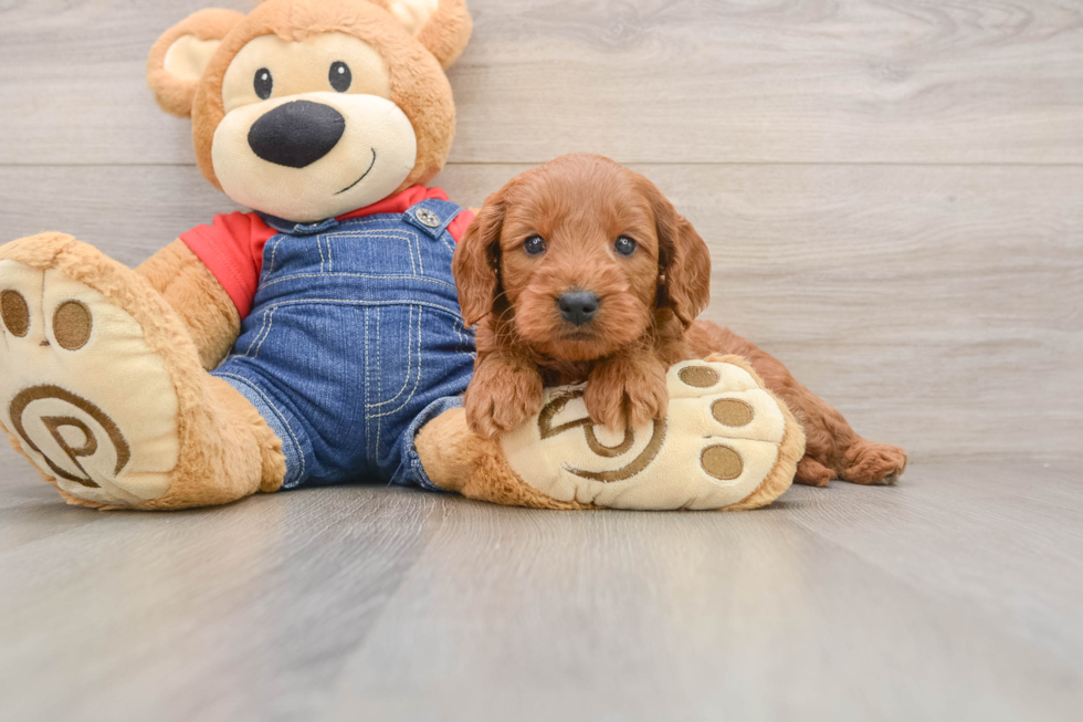 Mini Goldendoodle Pup Being Cute