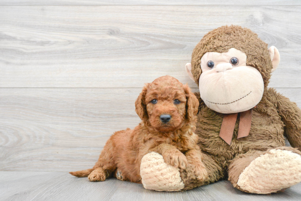 Mini Goldendoodle Puppy for Adoption