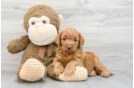 Petite Mini Goldendoodle Poodle Mix Pup