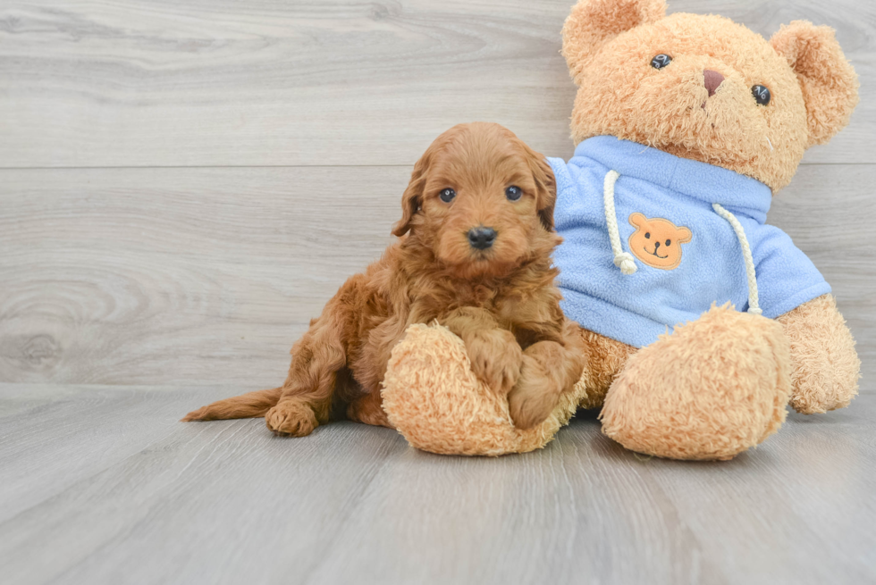 Mini Goldendoodle Pup Being Cute