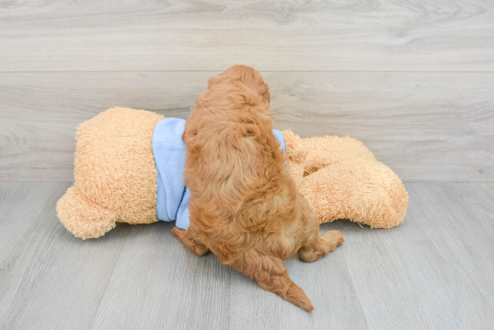 Best Mini Goldendoodle Baby