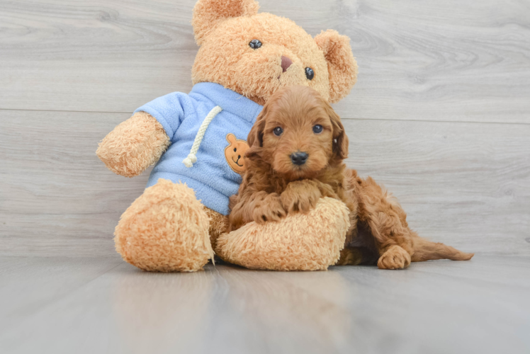 Mini Goldendoodle Puppy for Adoption