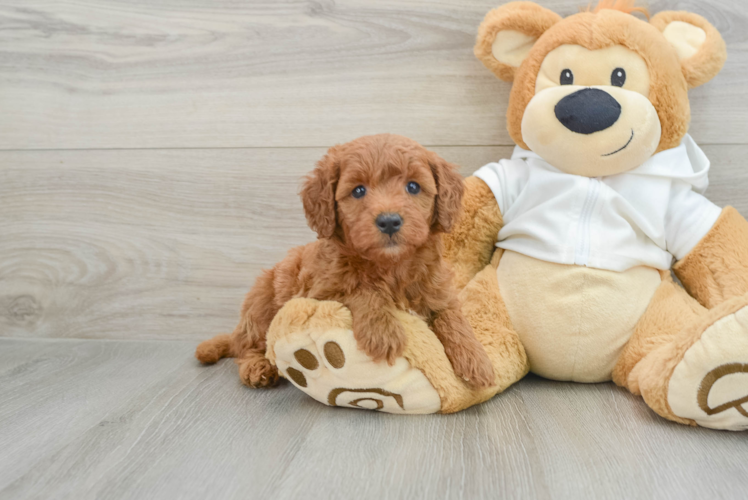 Mini Goldendoodle Puppy for Adoption