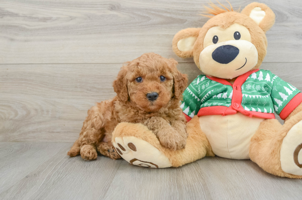 5 week old Mini Goldendoodle Puppy For Sale - Florida Fur Babies