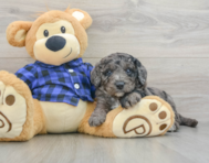8 week old Mini Goldendoodle Puppy For Sale - Florida Fur Babies