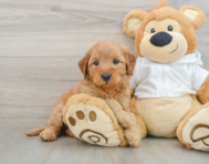 8 week old Mini Goldendoodle Puppy For Sale - Florida Fur Babies
