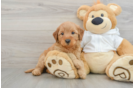 Best Mini Goldendoodle Baby