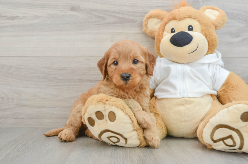 5 week old Mini Goldendoodle Puppy For Sale - Florida Fur Babies