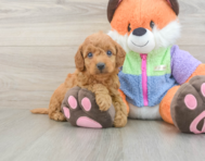 7 week old Mini Goldendoodle Puppy For Sale - Florida Fur Babies