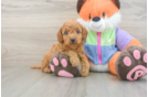 Best Mini Goldendoodle Baby