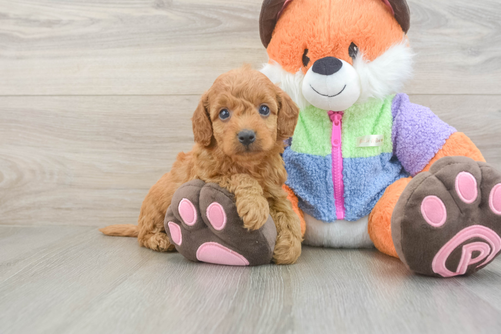 Best Mini Goldendoodle Baby