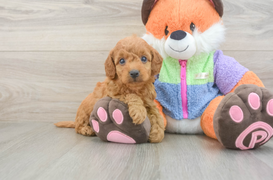 Best Mini Goldendoodle Baby