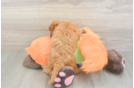 Mini Goldendoodle Pup Being Cute