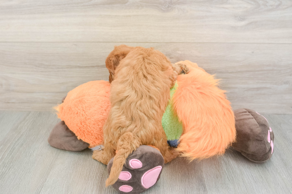 Mini Goldendoodle Pup Being Cute
