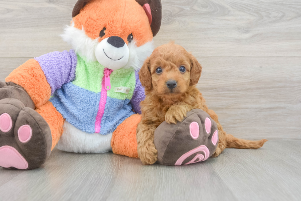 Adorable Golden Retriever Poodle Mix Poodle Mix Puppy