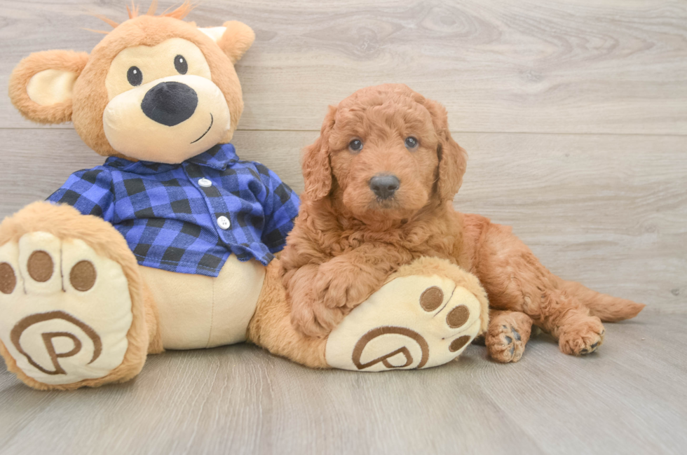 5 week old Mini Goldendoodle Puppy For Sale - Florida Fur Babies
