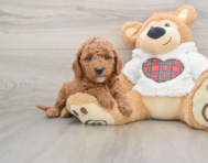 6 week old Mini Goldendoodle Puppy For Sale - Florida Fur Babies