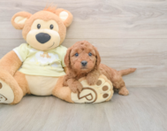 7 week old Mini Goldendoodle Puppy For Sale - Florida Fur Babies