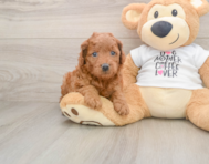 7 week old Mini Goldendoodle Puppy For Sale - Florida Fur Babies