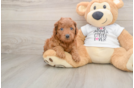 Mini Goldendoodle Puppy for Adoption