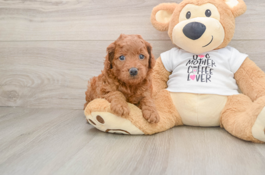 Mini Goldendoodle Puppy for Adoption