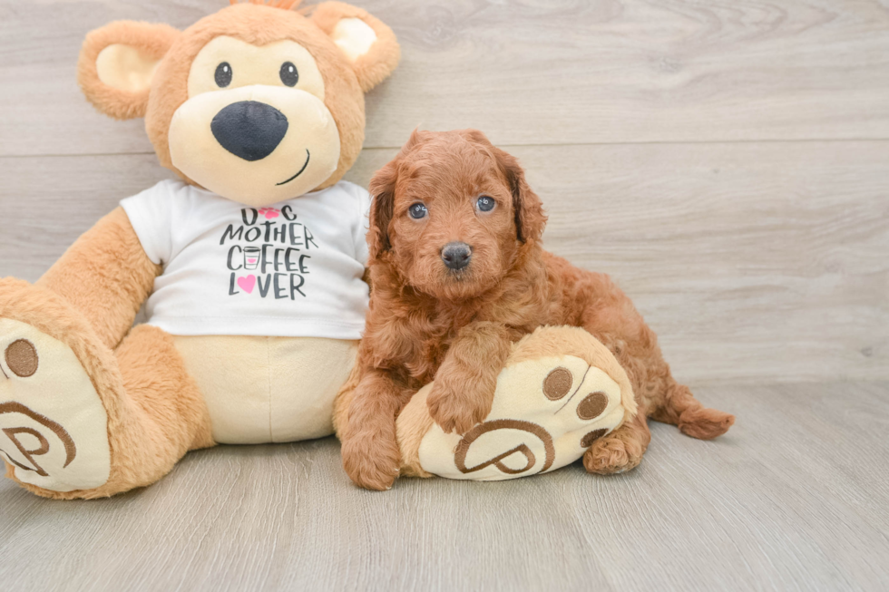 Energetic Golden Doodle Poodle Mix Puppy