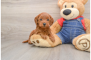 Adorable Golden Retriever Poodle Mix Poodle Mix Puppy