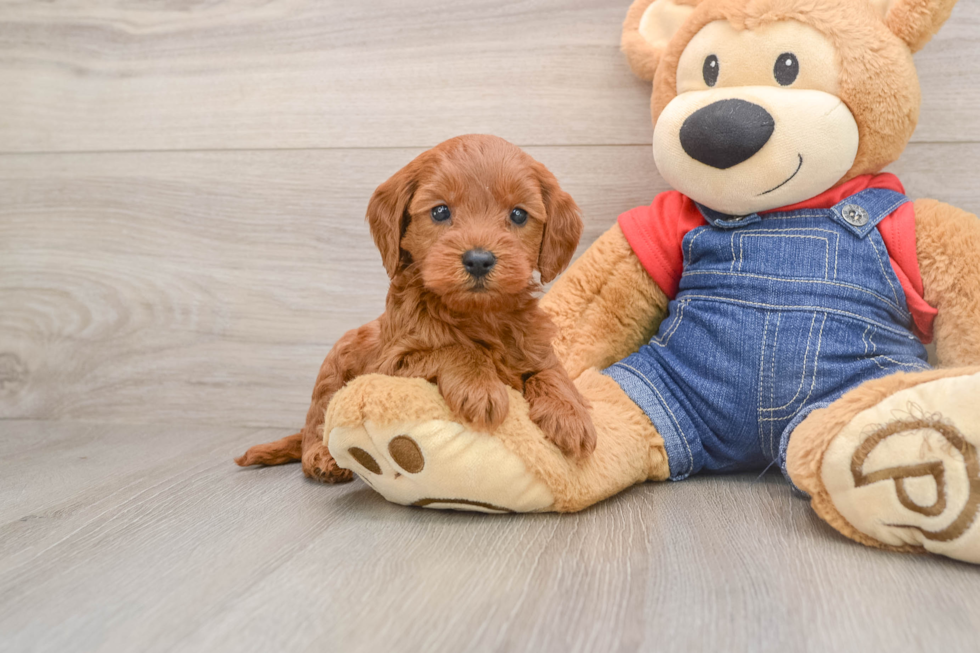 Adorable Golden Retriever Poodle Mix Poodle Mix Puppy