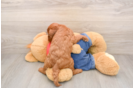 Happy Mini Goldendoodle Baby