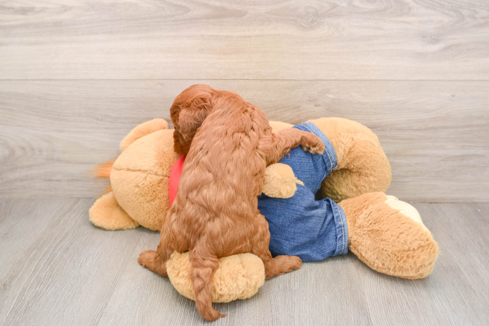 Happy Mini Goldendoodle Baby