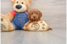 Mini Goldendoodle Pup Being Cute