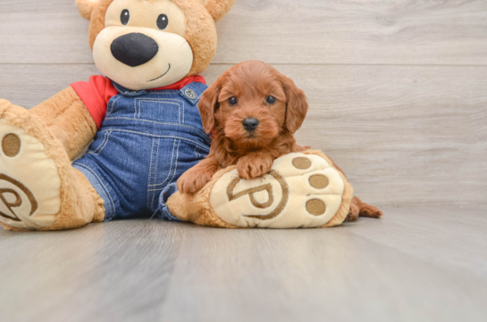 Mini Goldendoodle Pup Being Cute