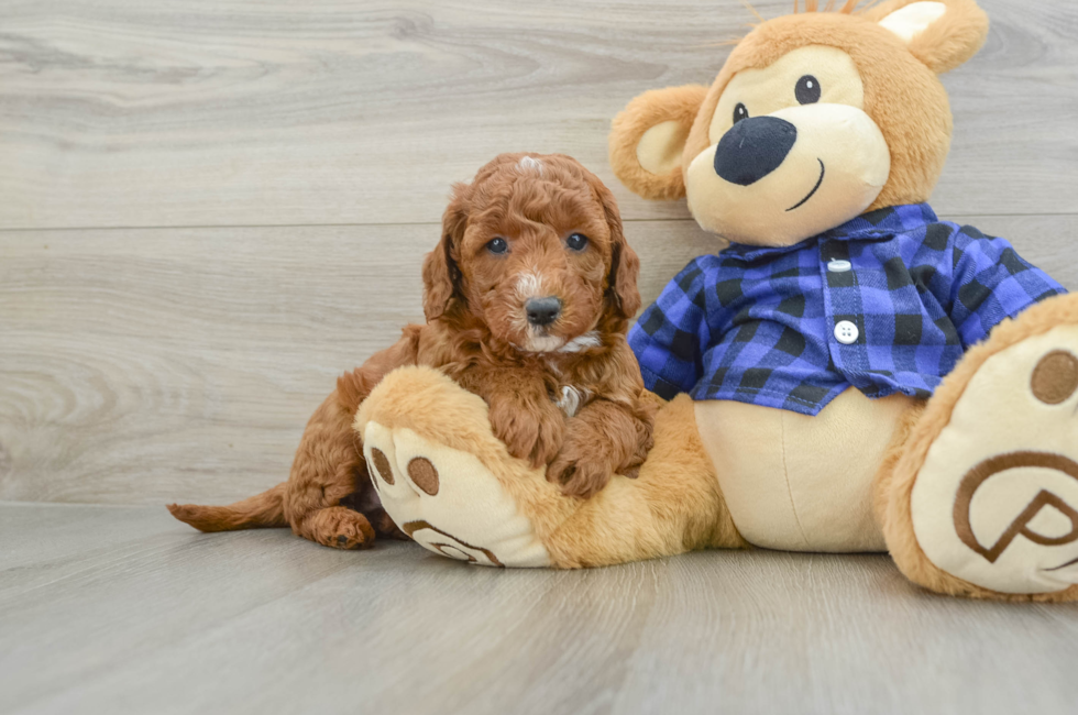 8 week old Mini Goldendoodle Puppy For Sale - Florida Fur Babies