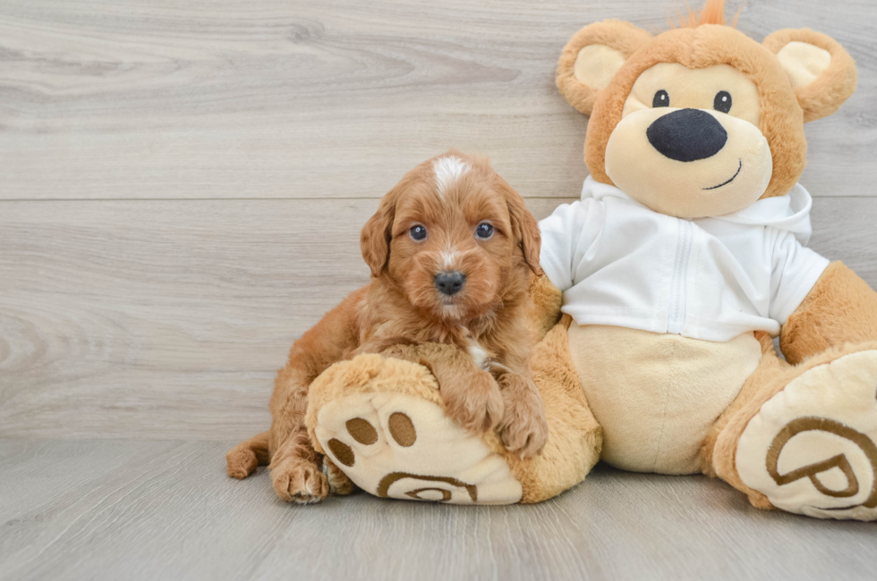 5 week old Mini Goldendoodle Puppy For Sale - Florida Fur Babies