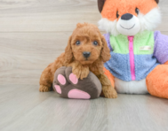 7 week old Mini Goldendoodle Puppy For Sale - Florida Fur Babies