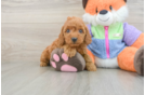 Popular Mini Goldendoodle Poodle Mix Pup